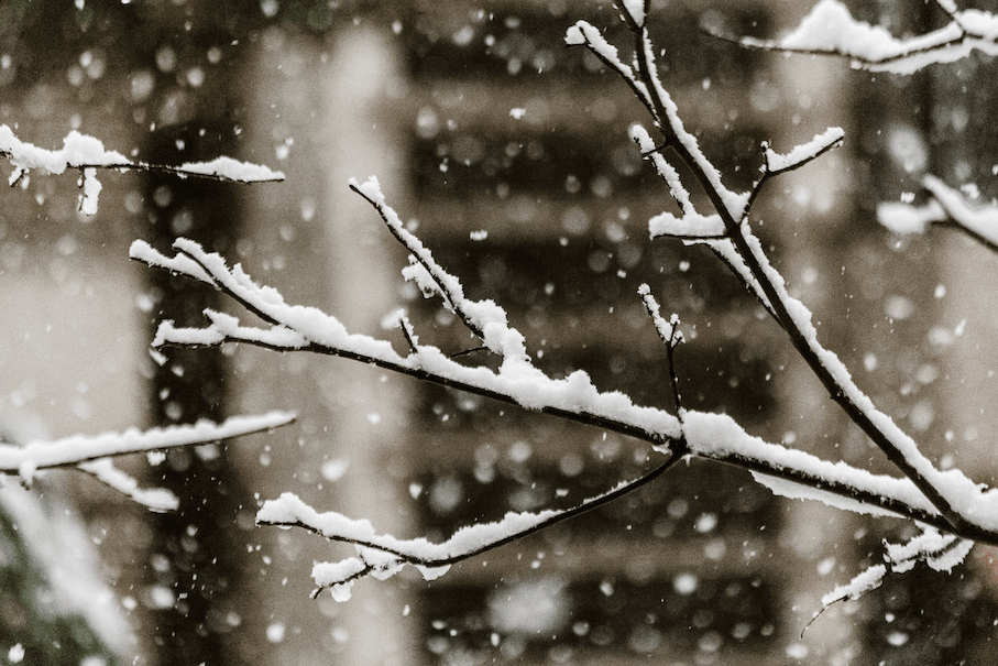 Snowy branches in winter